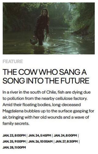 14 Sundance The-Cow-Who-Sang-A-Song-Into-The-Future